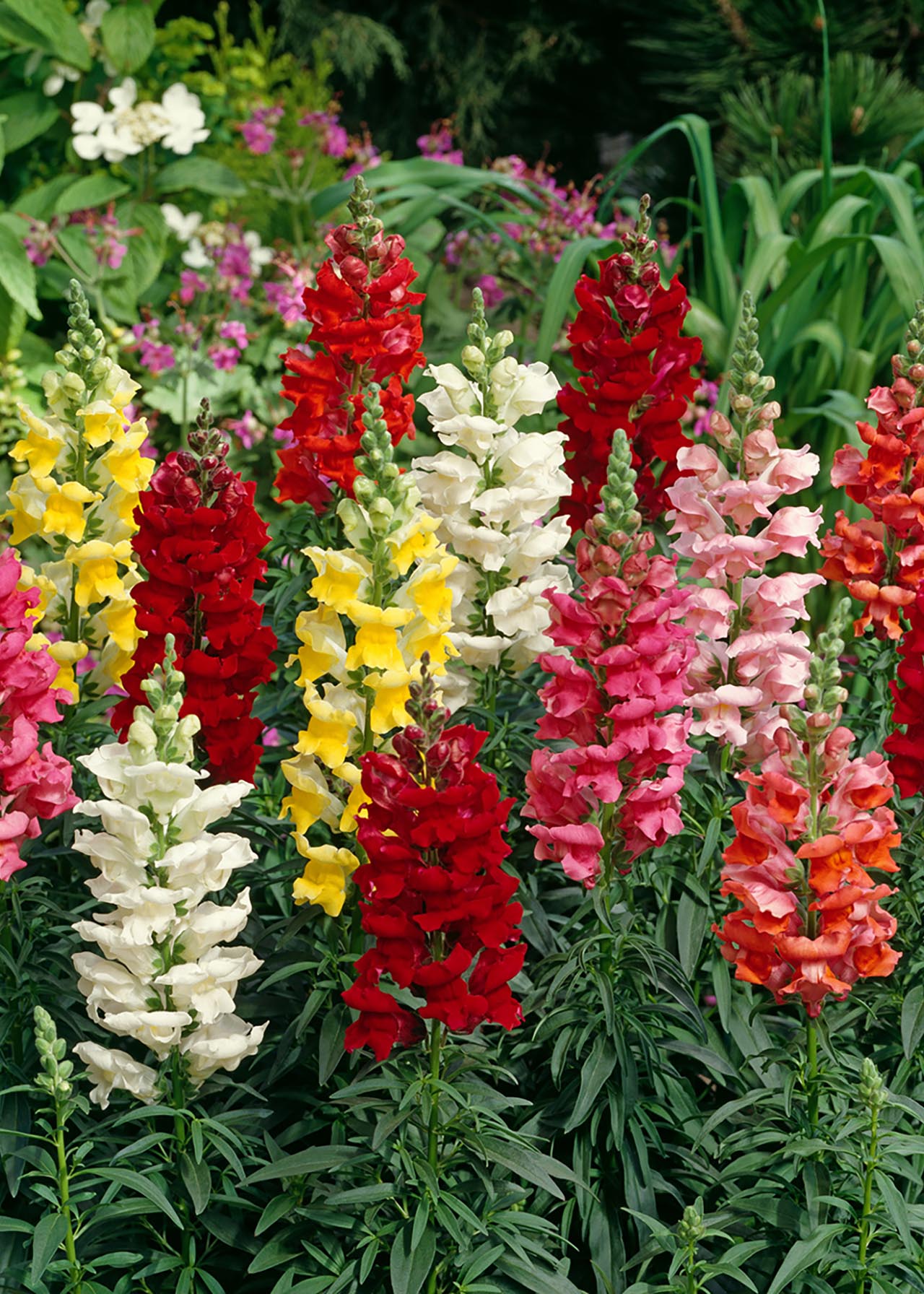 Antirrhinum Sonnet Mix 20pk