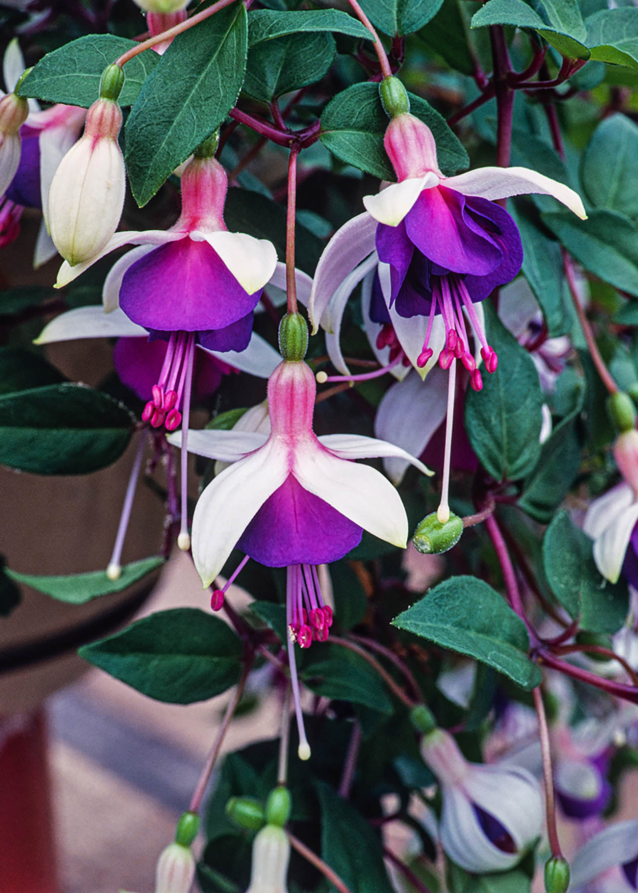 Fuchsia La Campanella (Trailing) 6X9cm