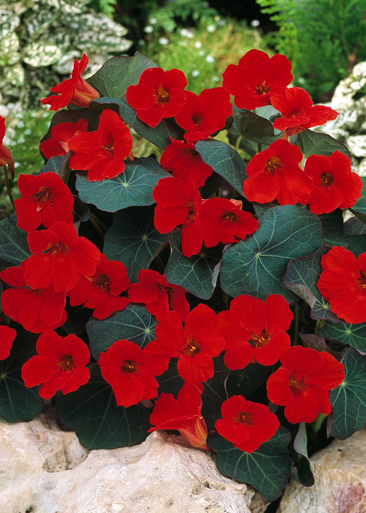 Nasturtium Empress Of India 6X9cm