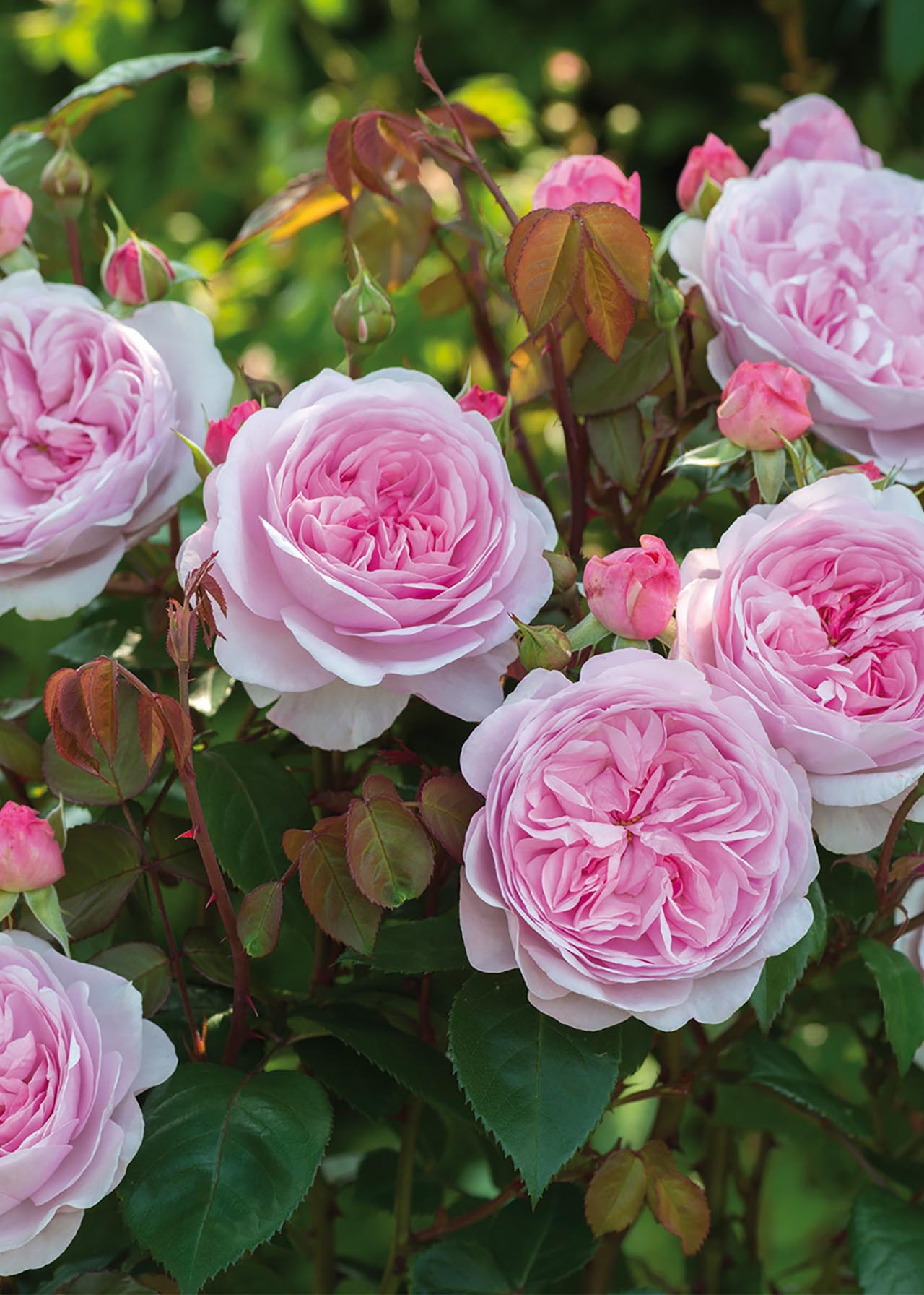 David Austin Rose 'Olivia Rose Austin' 6ltr