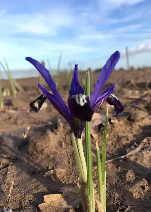 A photo of Iris Dwarf Blue Note Pack of 6
