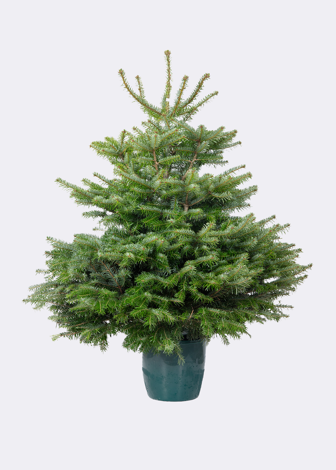4-5ft Pot Grown Nordmann Fir Real Christmas Tree 125-150cm