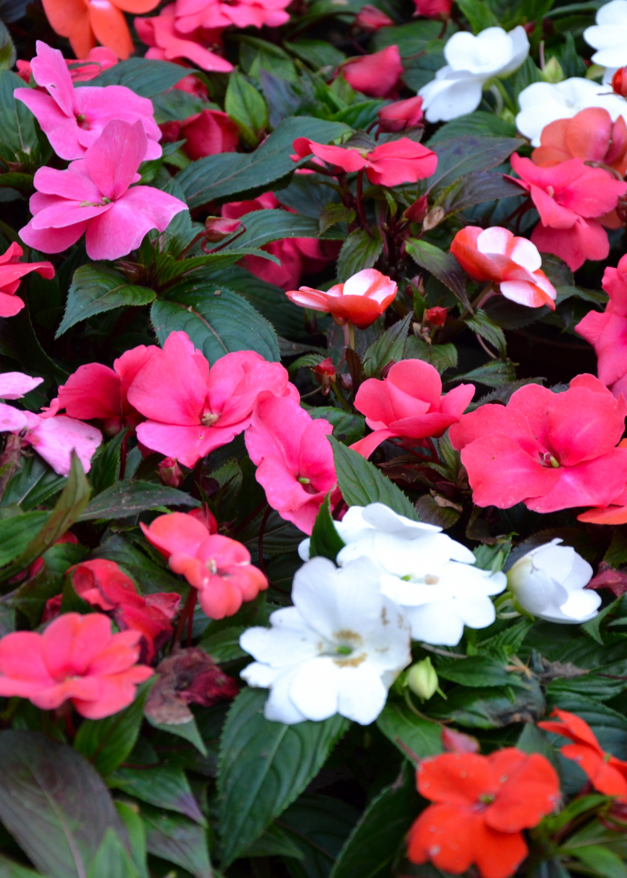 Impatiens Mix 20pk