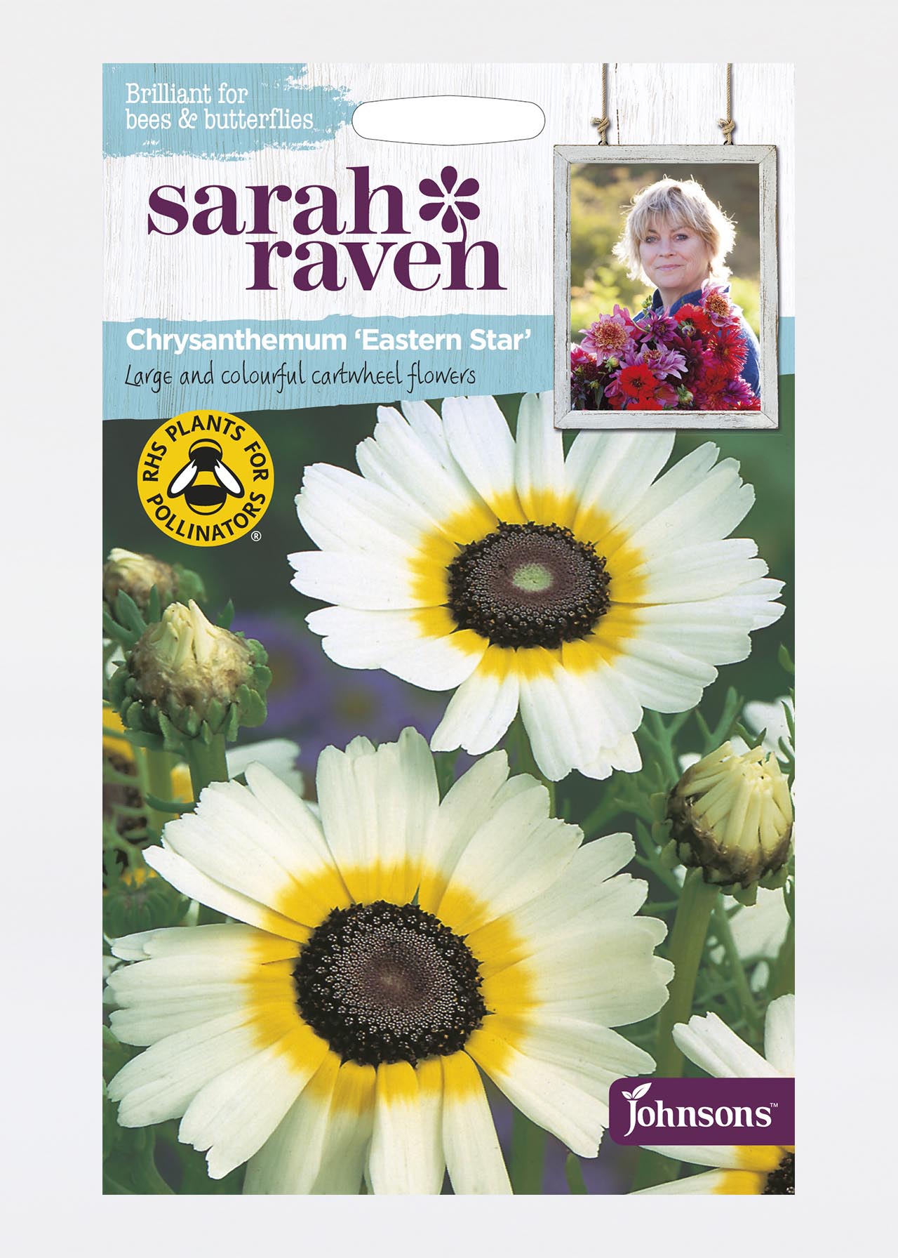 Chrysanthemum Eastern Star Seeds