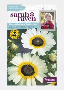 Chrysanthemum Eastern Star Seeds