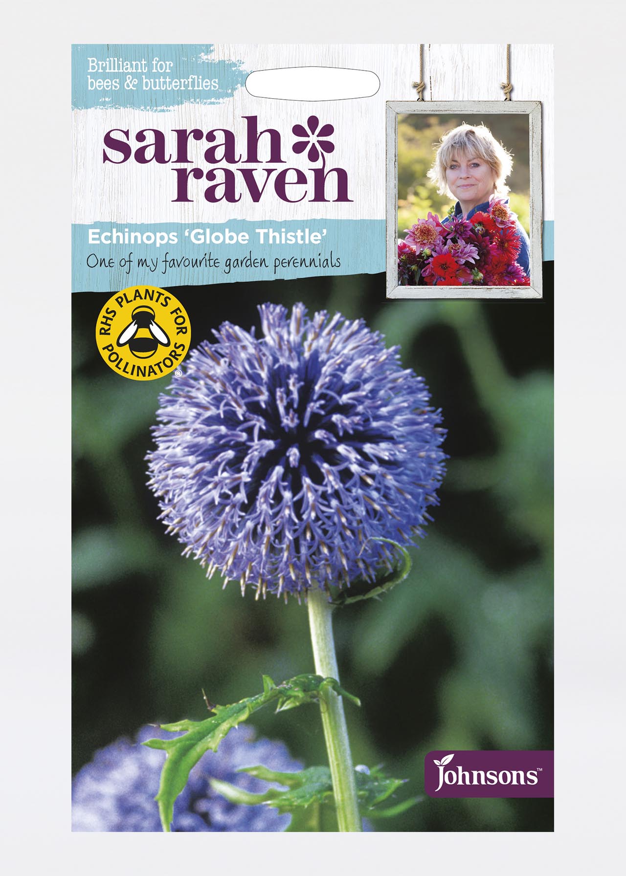 Echinops Globe Thistle Seeds
