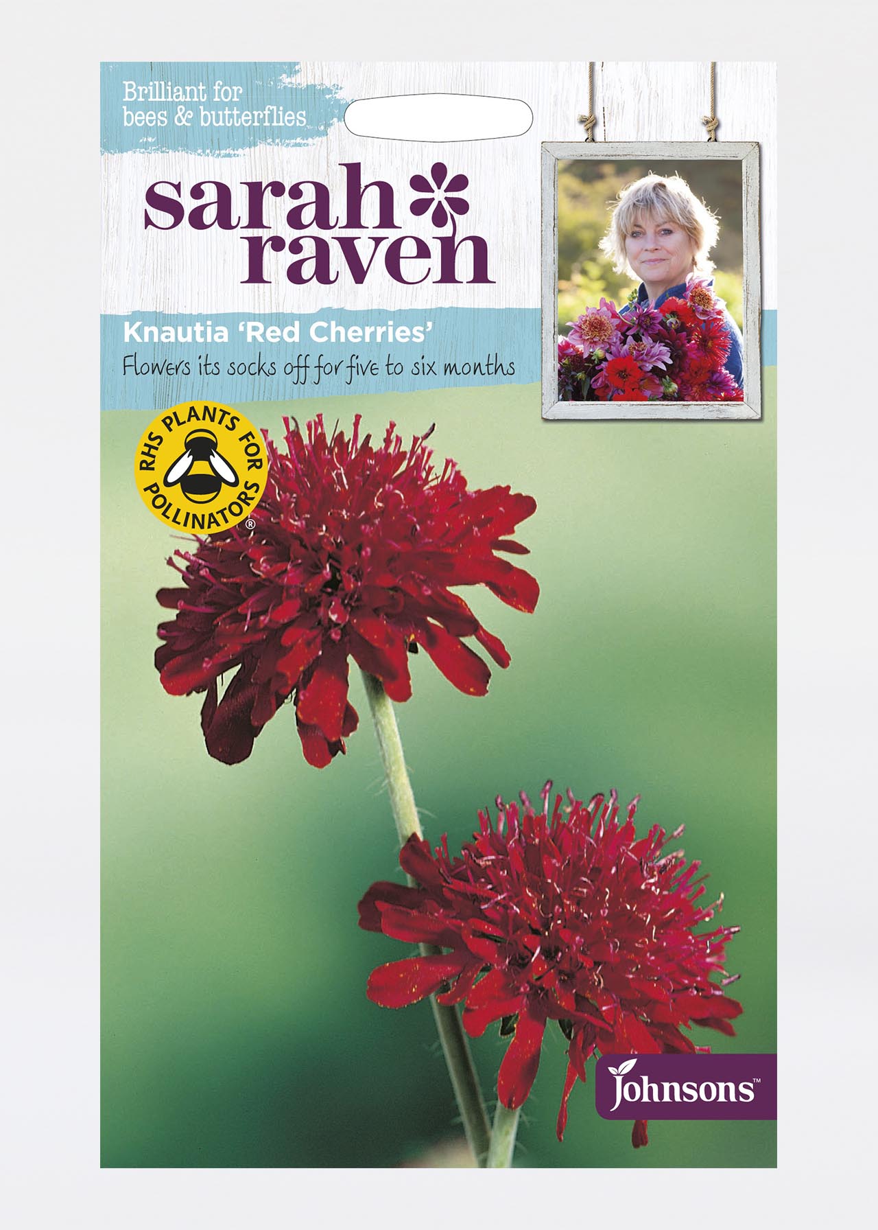 Knautia Macedonica Seeds Seeds