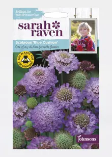Scabious Blue Cushion Seeds