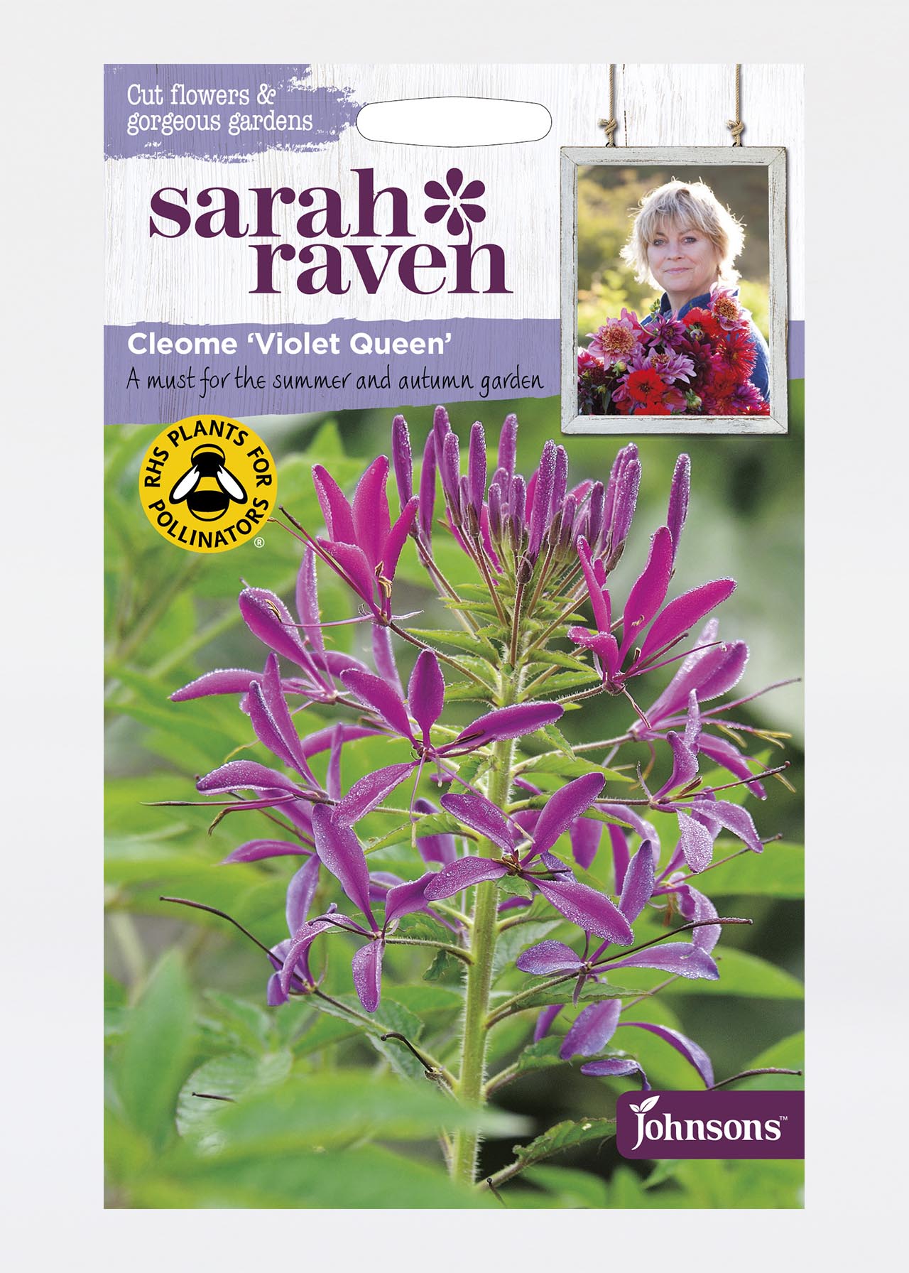 Cleome Violet Queen Seeds