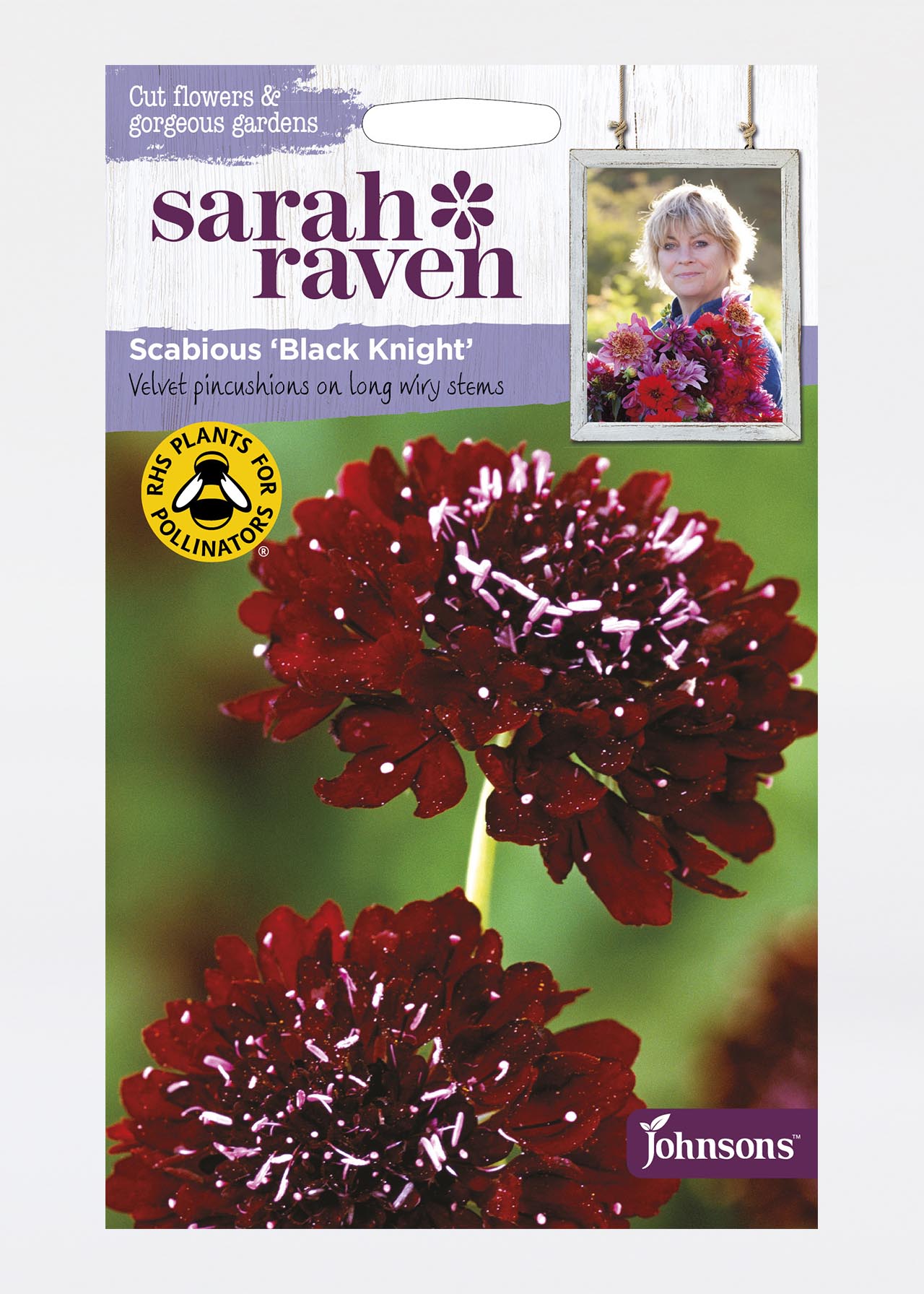 Scabious Black Knight Seeds