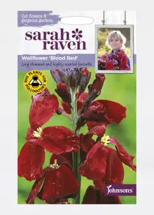 Wallflower Blood Red Seeds