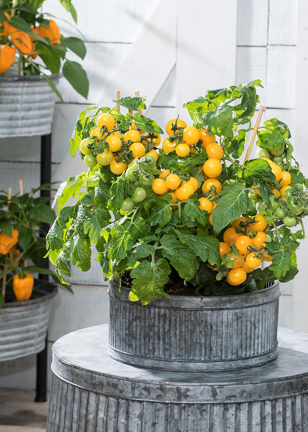Tomato F1 Tumbler Yellow 8.5cm