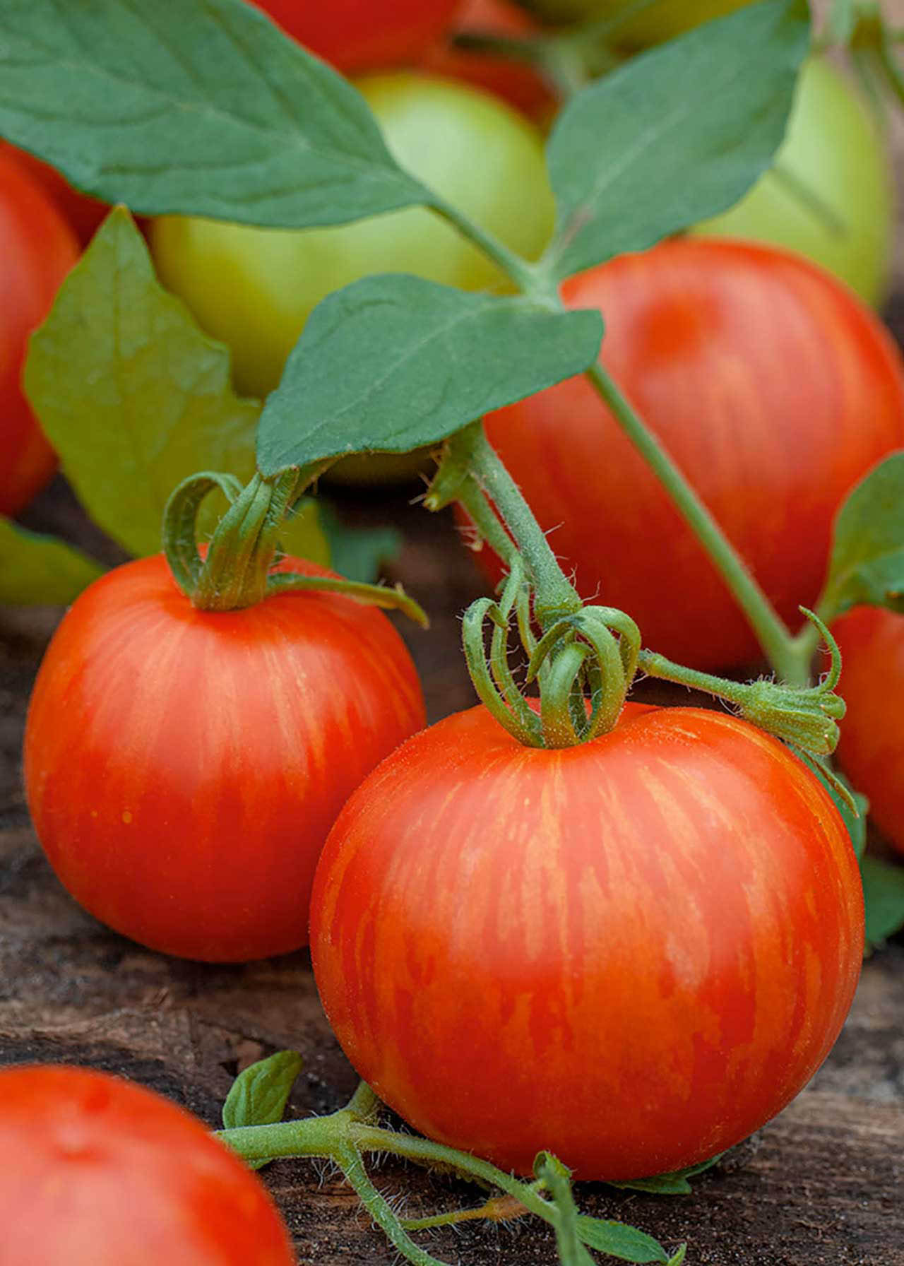 Tomato Gourmansun 8.5cm