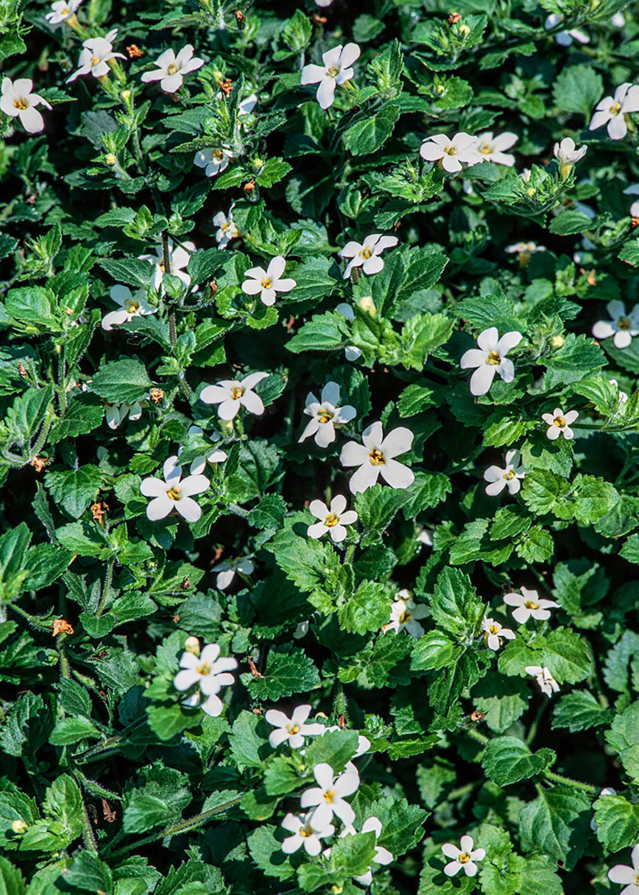 Bacopa White 6X9cm