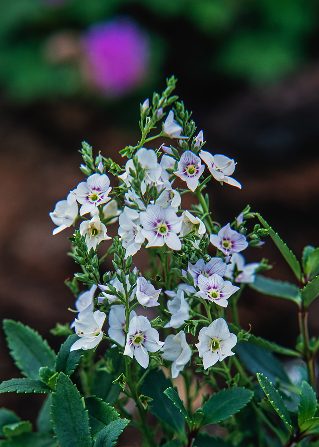 Parahebe Snowcap 2ltr