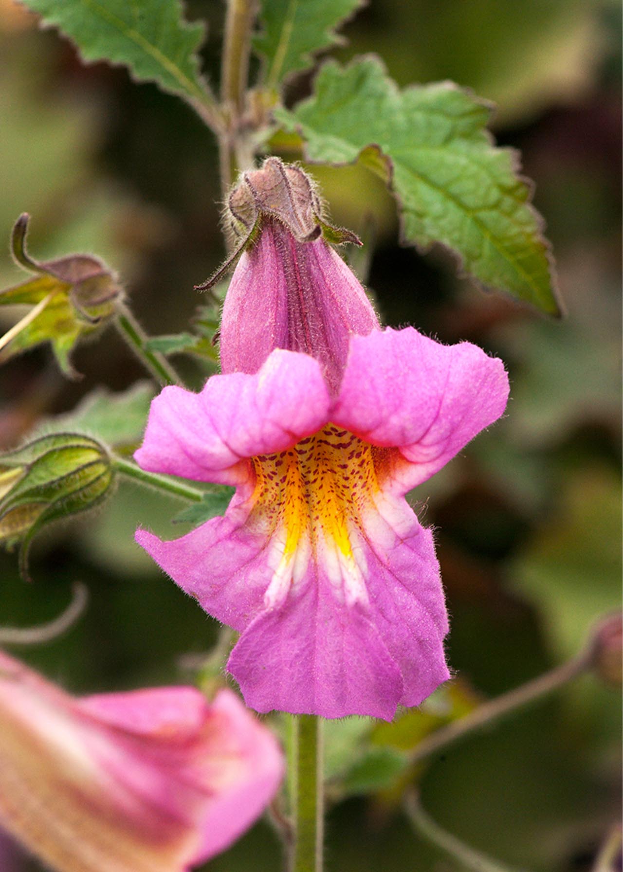 Rehmannia Walbertons Magic Dragon 3ltr