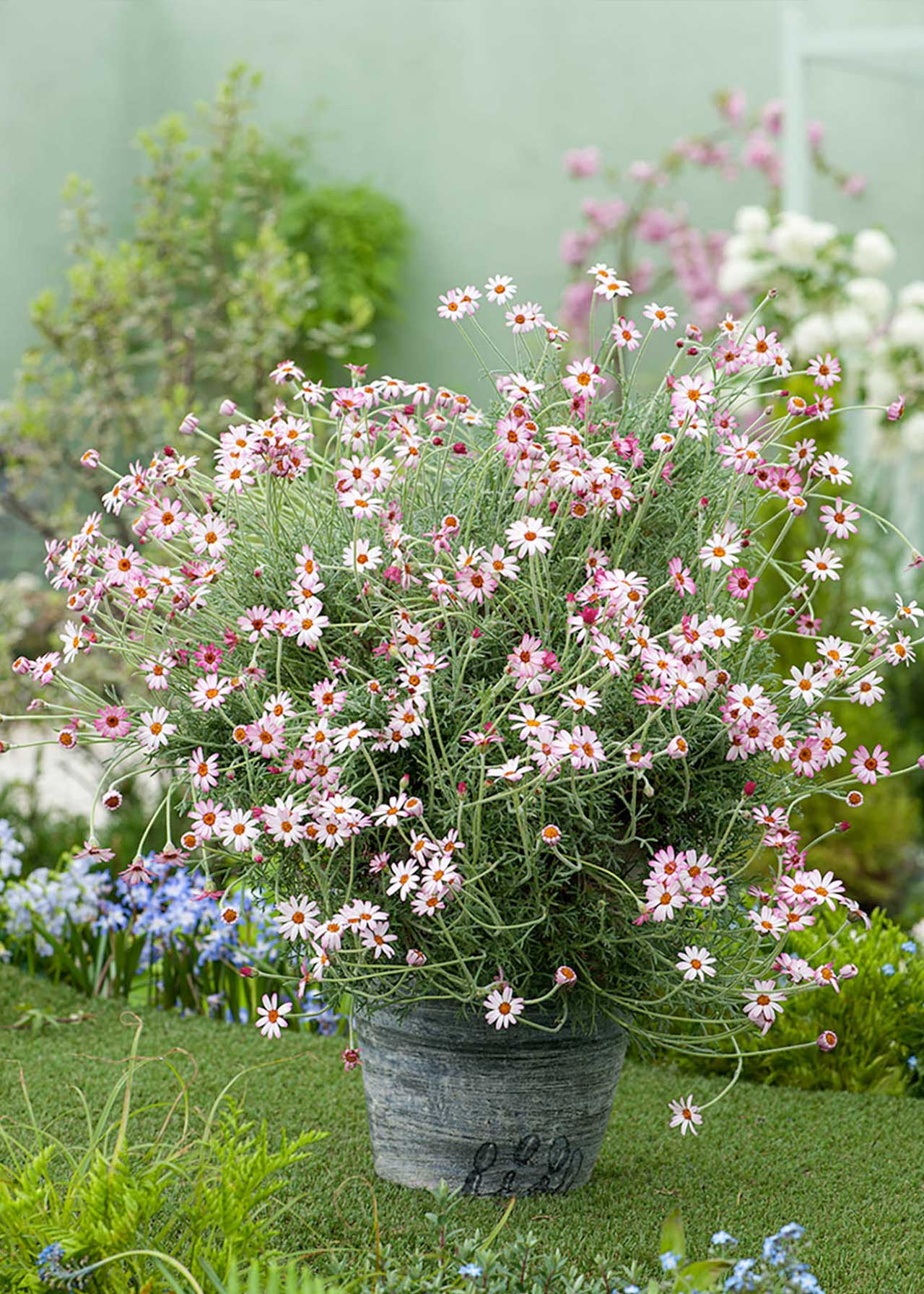 Rhodanthemum Marrakech 2ltr