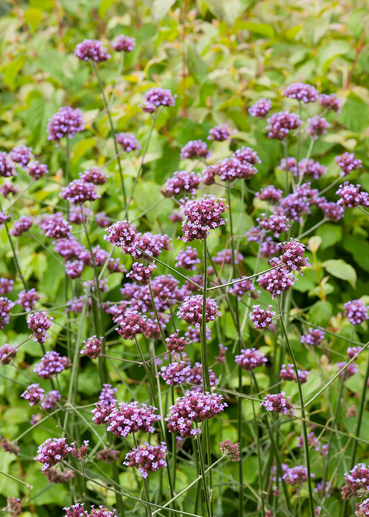Verbena Bonariensis 2ltr