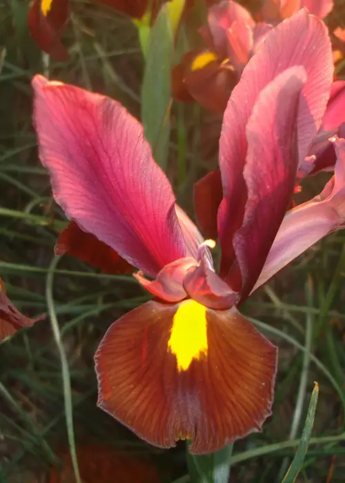 A photo of Iris Red Ember Pack of 10
