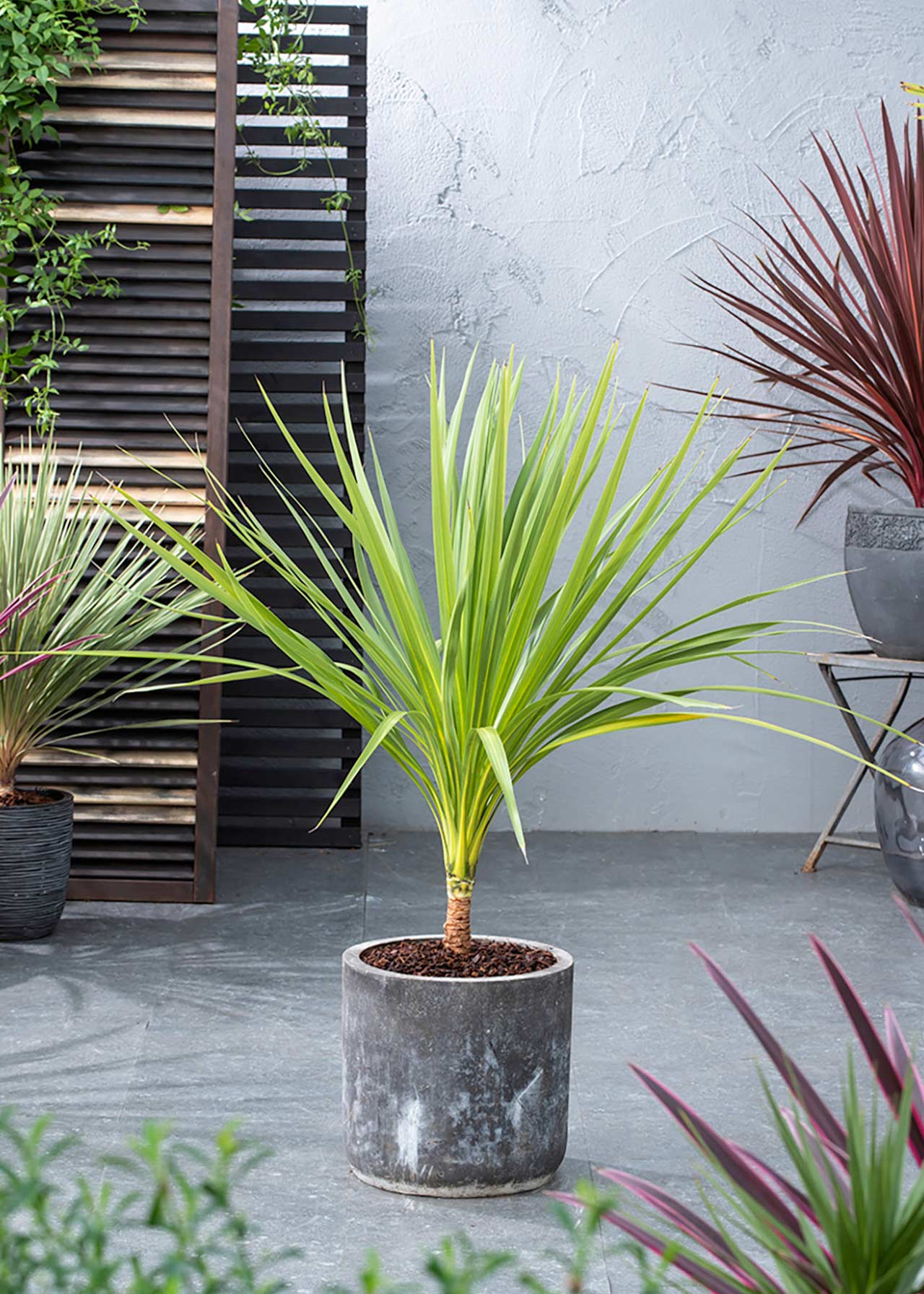 Cordyline Australis 80/100 10ltr