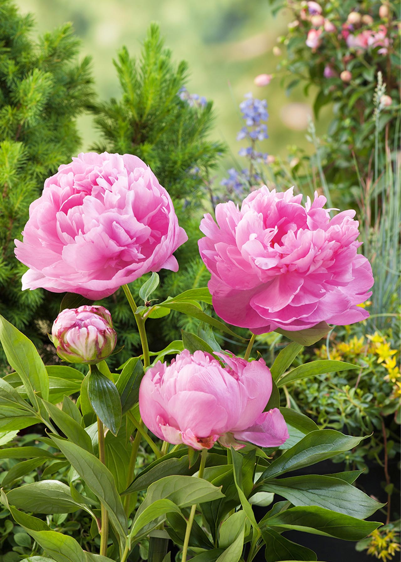 Paeonia Dr Alexander Fleming 3.5ltr
