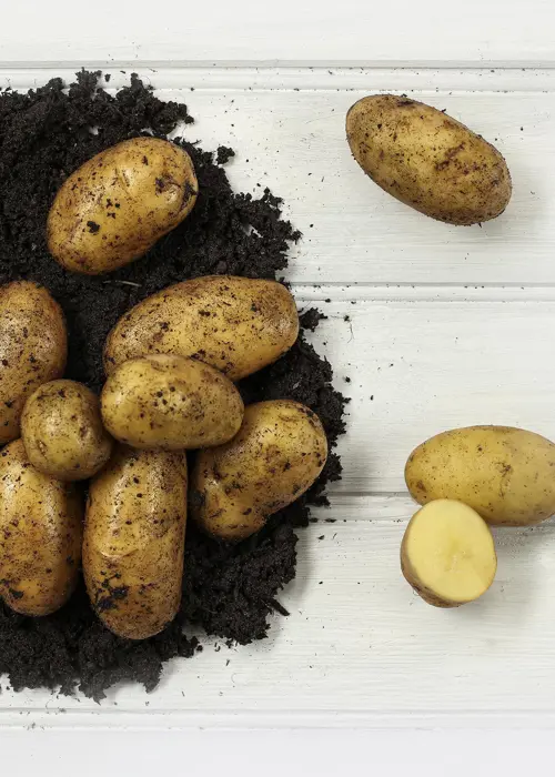 A photo of Seed Potato Jazzy 2kg
