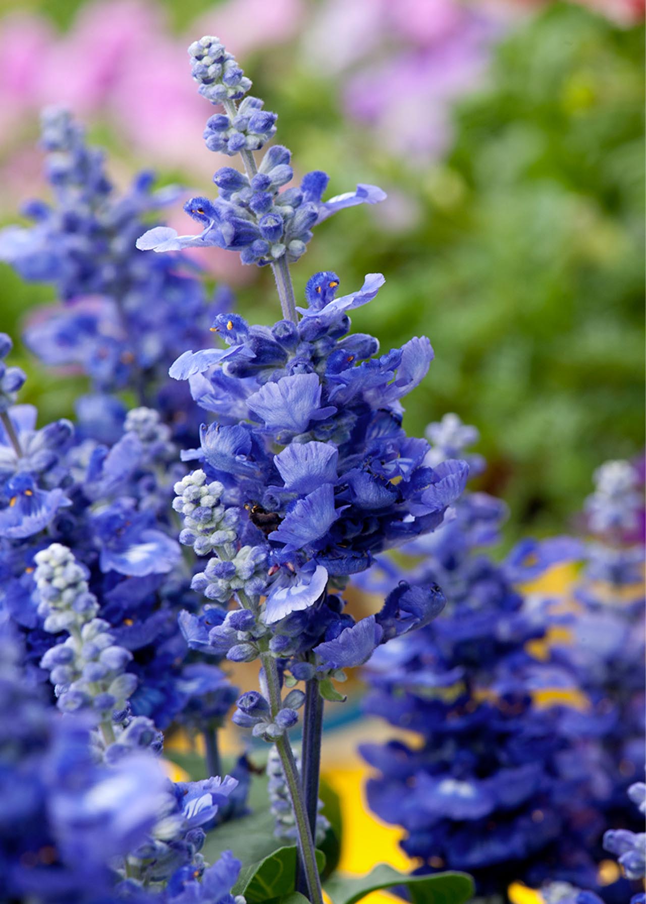Salvia Sallyfun 1ltr