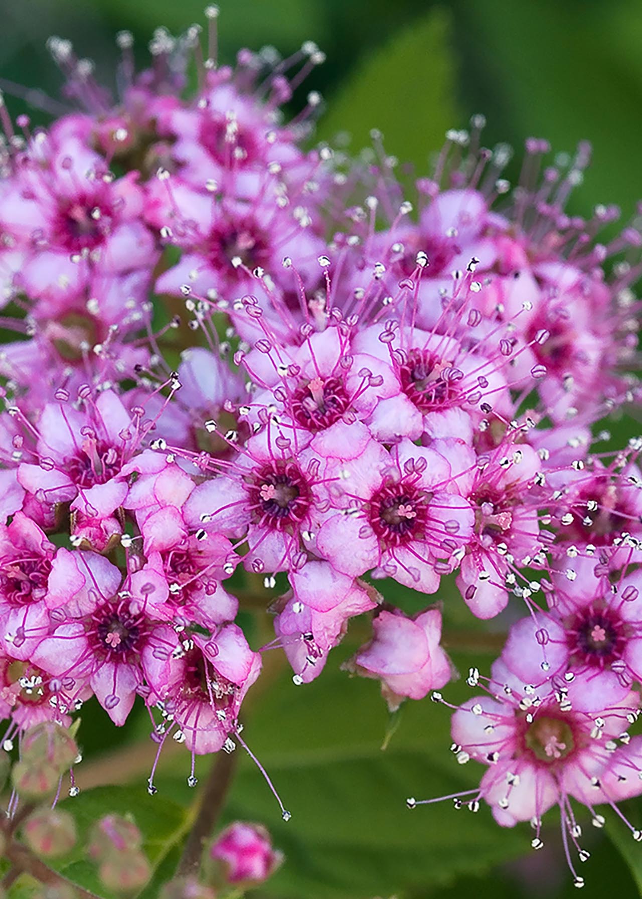 Spiraea Double Play Big Bang 3ltr