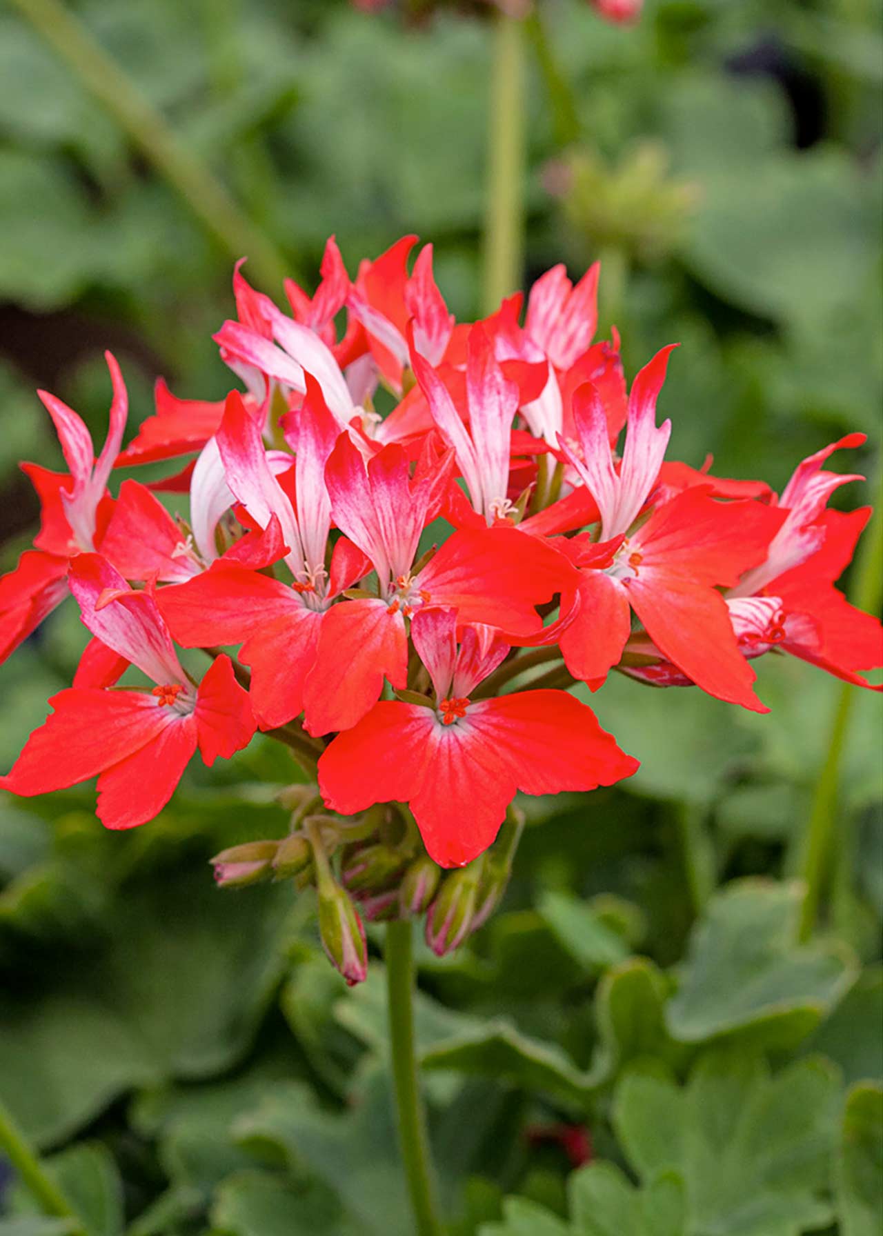Pelargonium Fireworks Red 1ltr