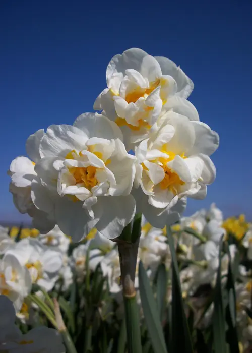 A photo of Daffodil (Narcissus) Bridal Crown Pack of 5