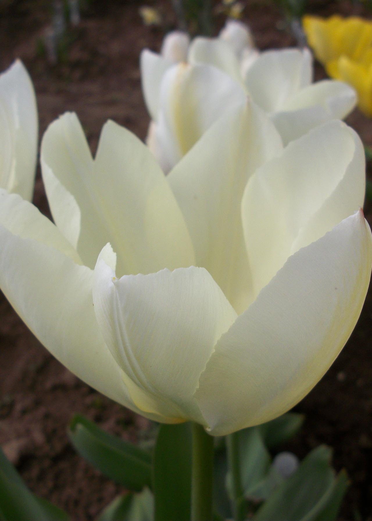 Tulip White Emperor Pack of 9 Dobbies Garden Centres