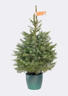 2-3ft Pot Grown Serbian Spruce Real Christmas Tree 80-100cm