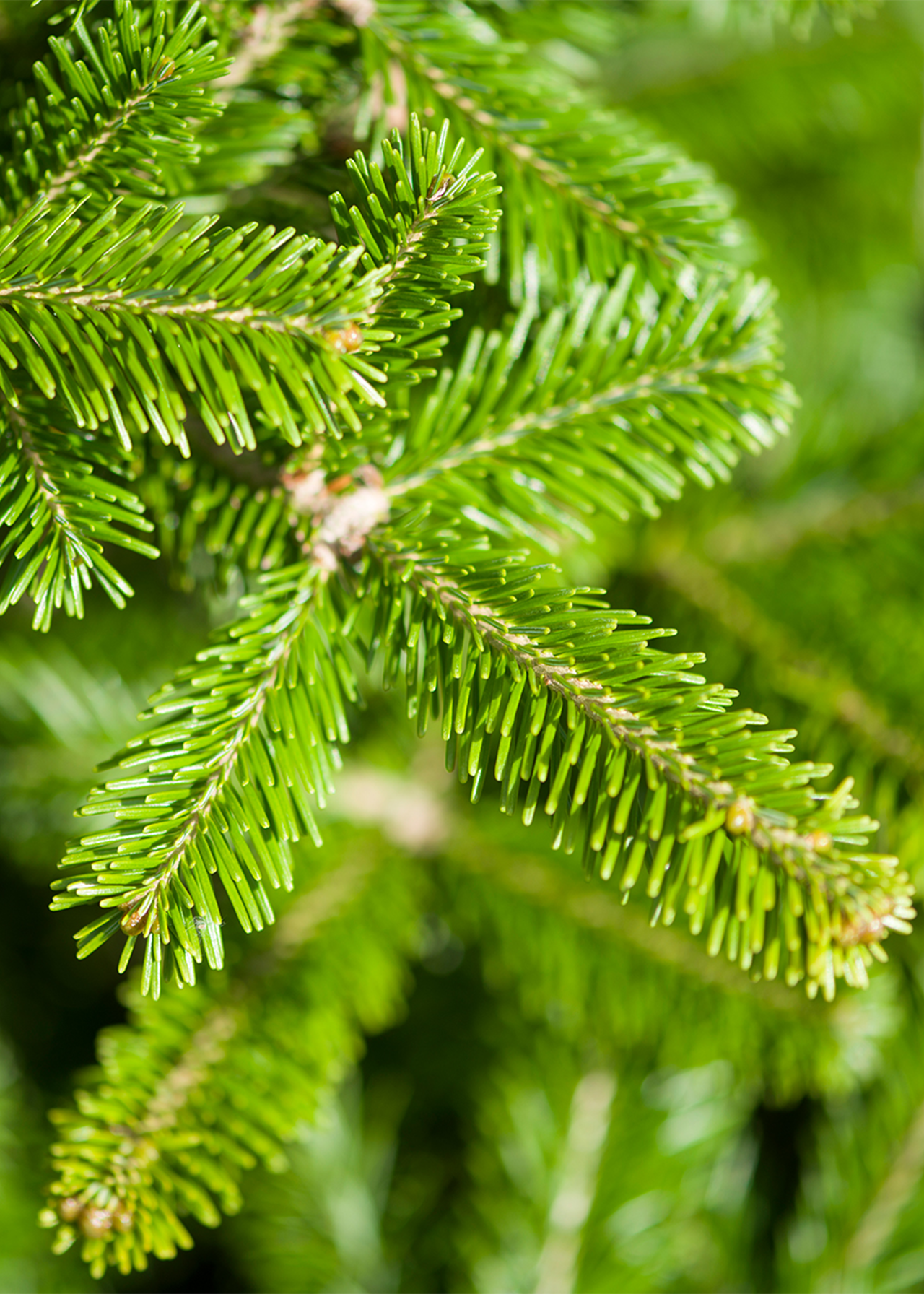 2-3ft Pot Grown Serbian Spruce Real Christmas Tree 80-100cm
