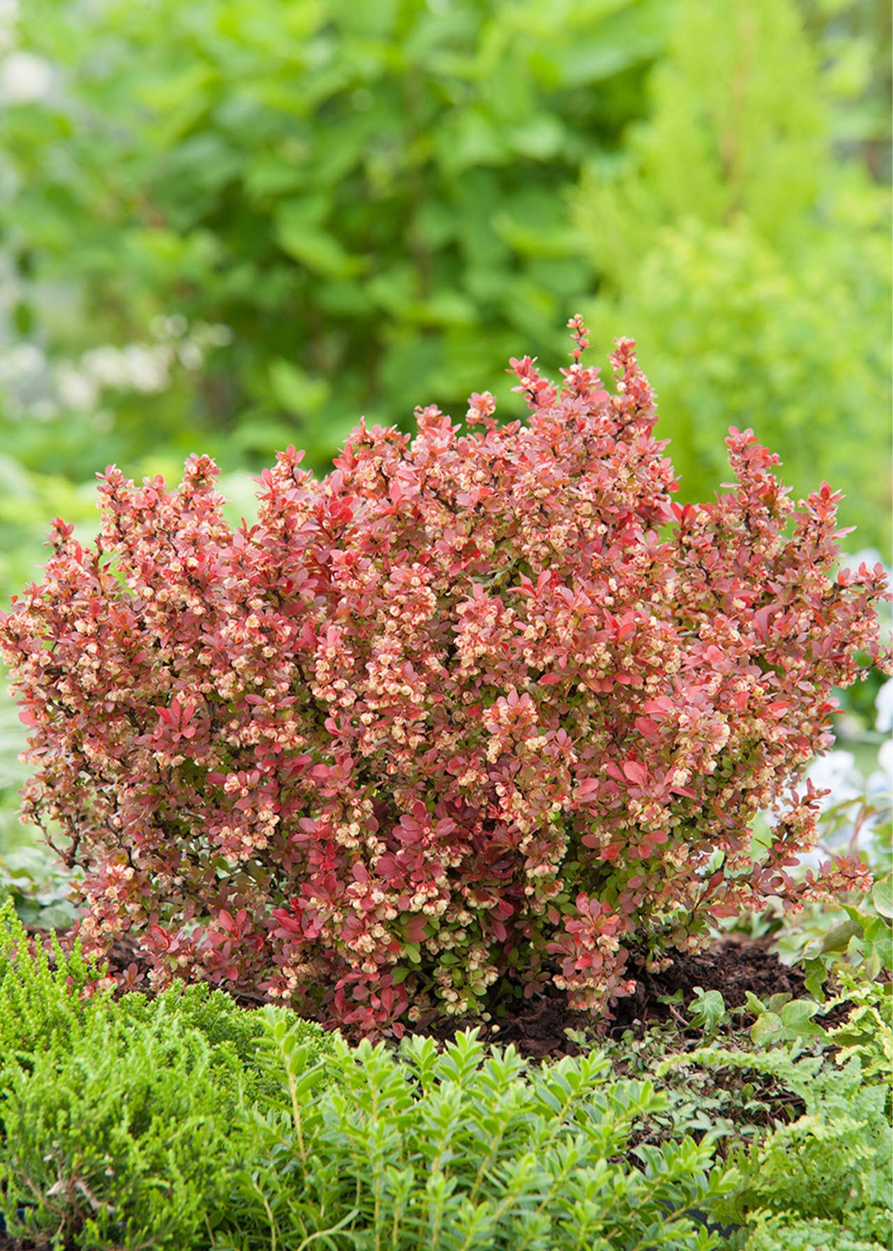 Berberis Admiration 3ltr