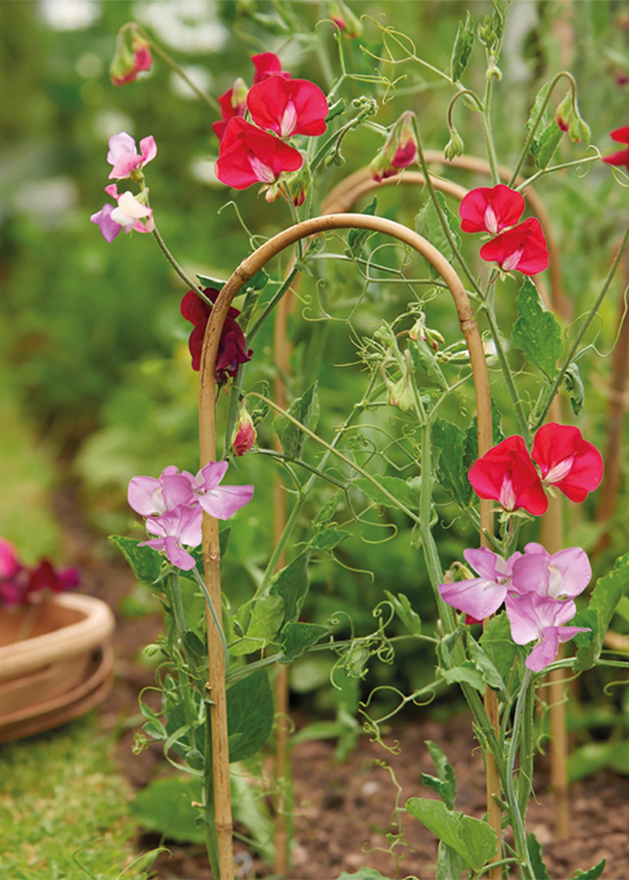 150cm Bamboo Hoops Dobbies Garden Centres