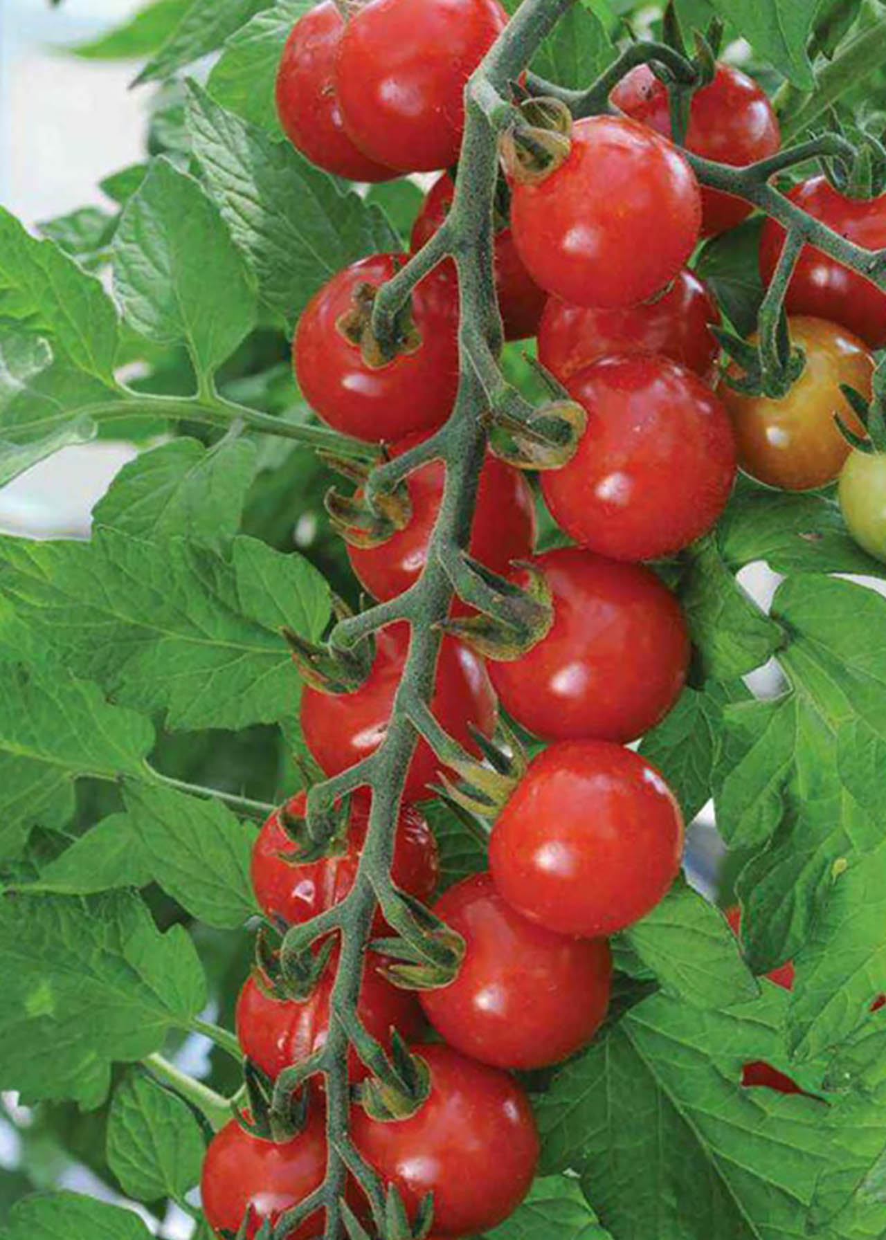 Tomato Sweet Aperitif Pot 8.5cm