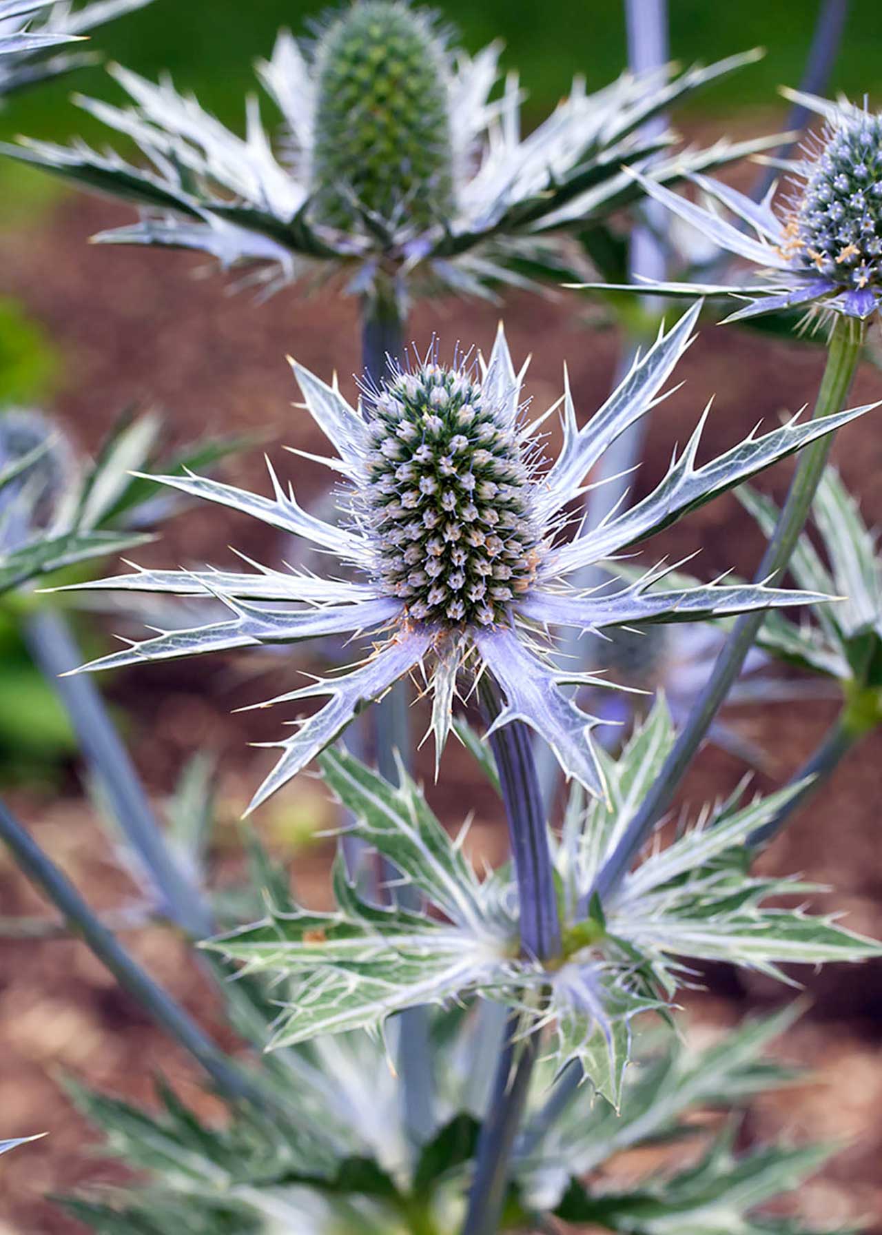 Eryngium Big Blue 3ltr