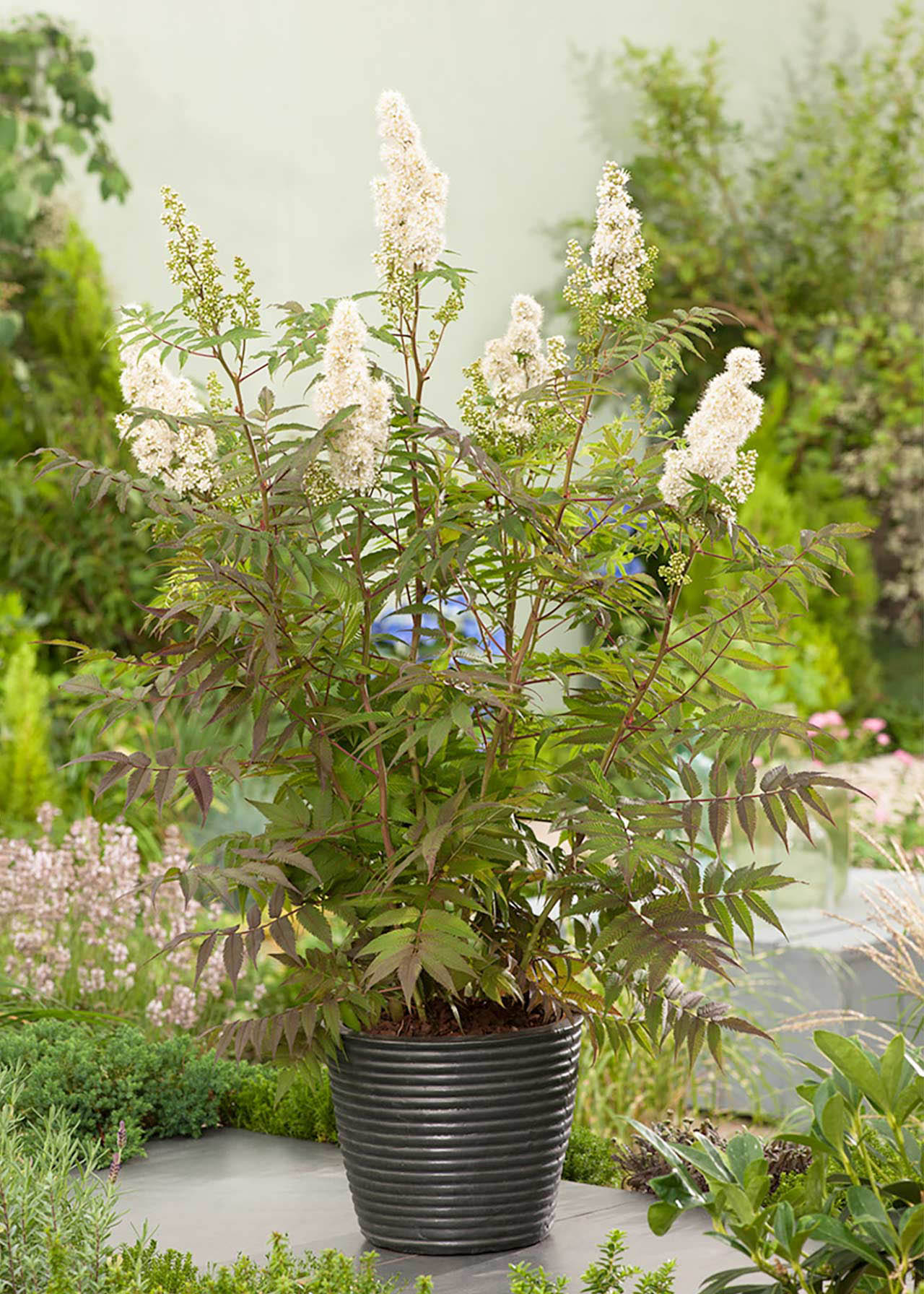 Sorbaria Sem 3ltr
