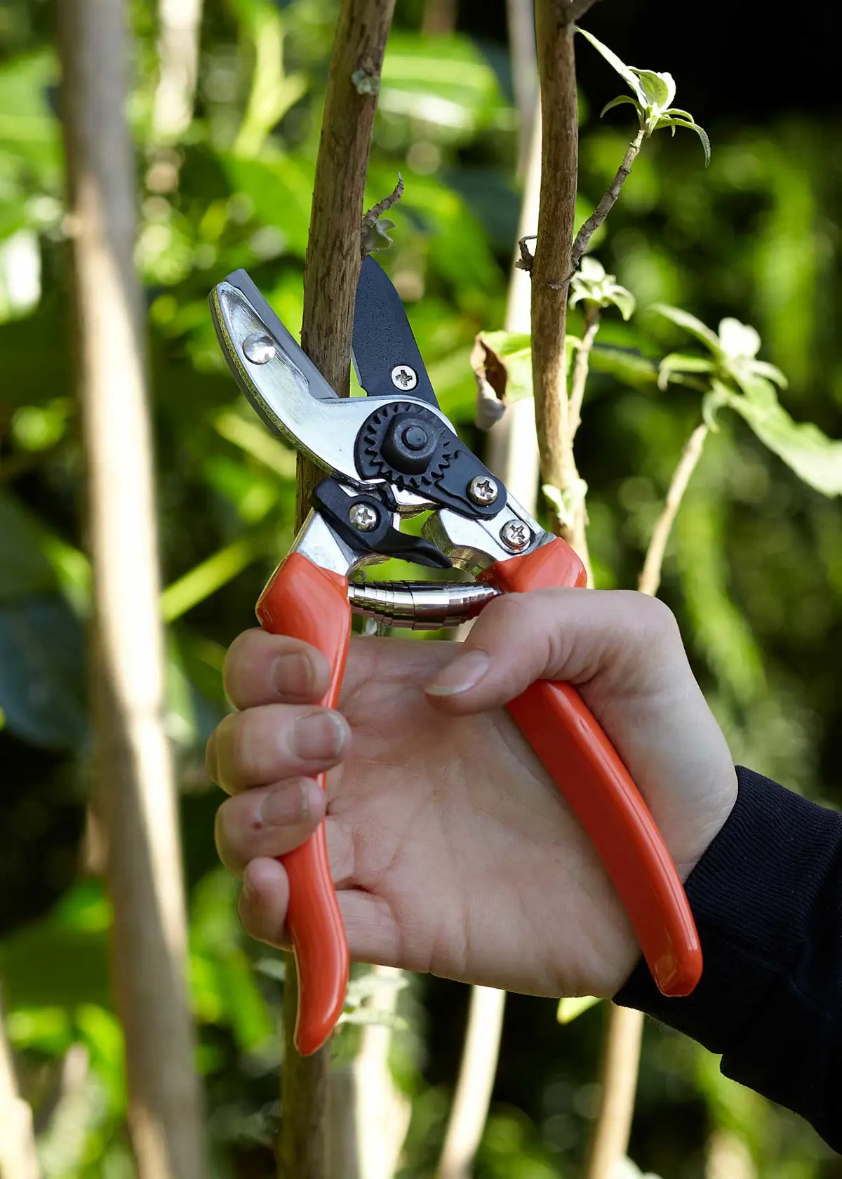 A photo of RHS Bypass Secateur