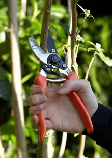 RHS Bypass Secateur