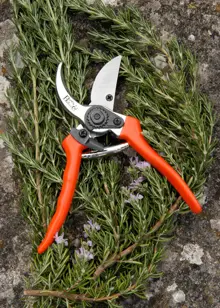 RHS Bypass Secateur