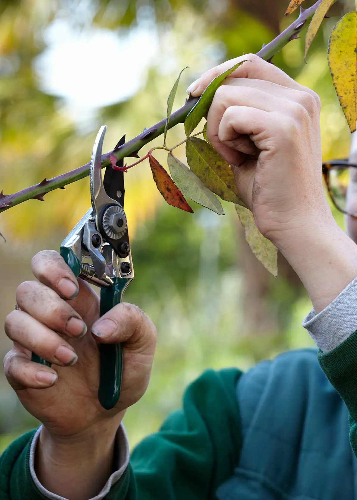 A photo of RHS Pocket Pruner Green