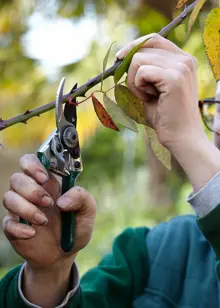 RHS Pocket Pruner Green