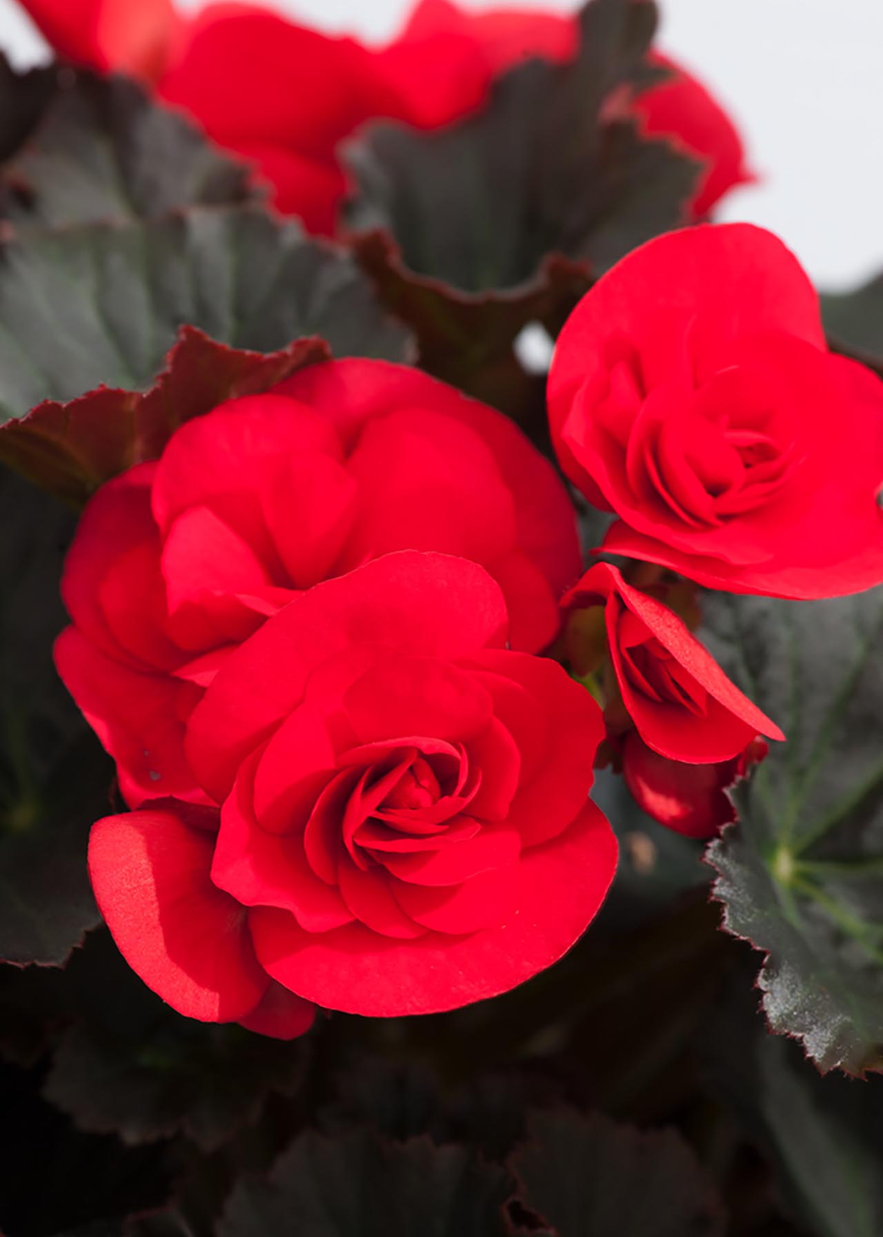 Begonia Carmen 1ltr