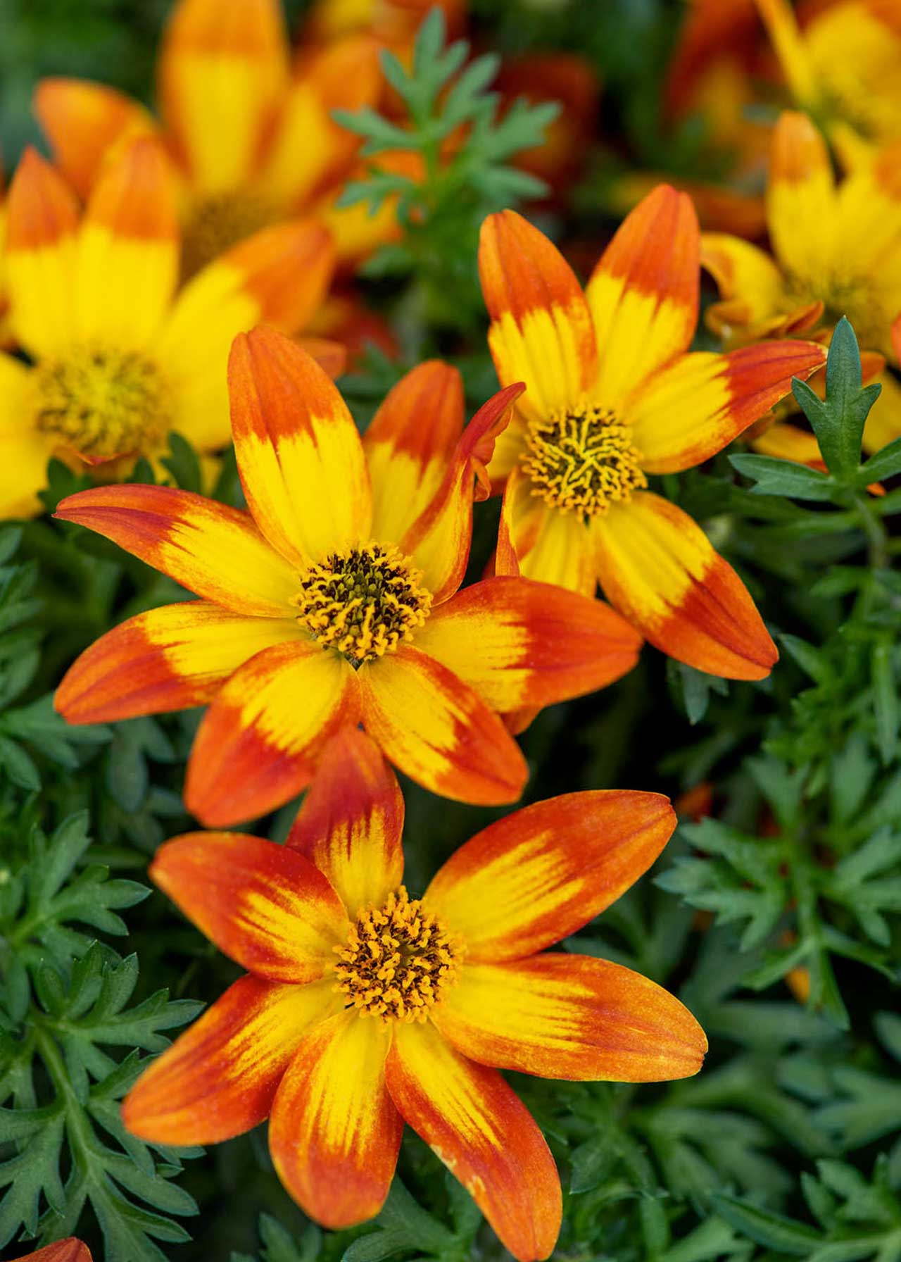 Bidens Blazing Ring of Fire 2ltr
