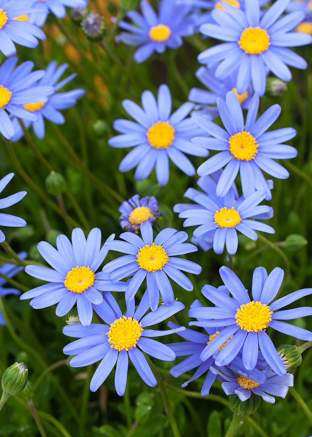 Felicia Felicitara 1ltr