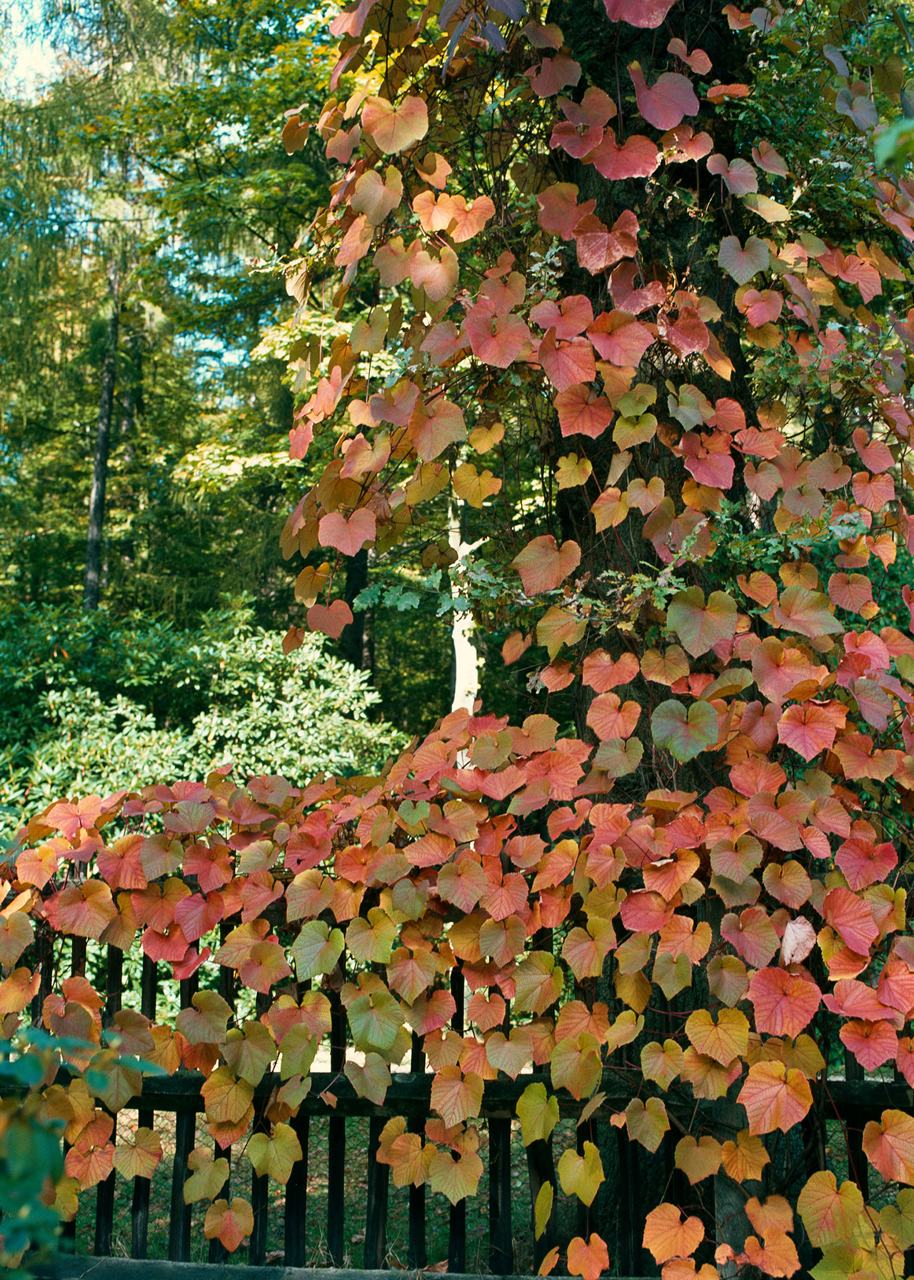 Vitis Coignetiae 3ltr
