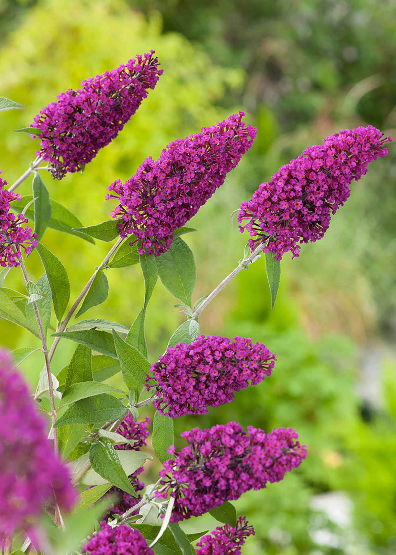 Buddleja Miss Ruby 3ltr
