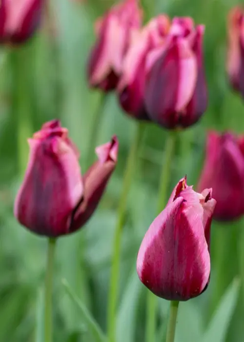 A photo of Tulip Slawa Pack of 5