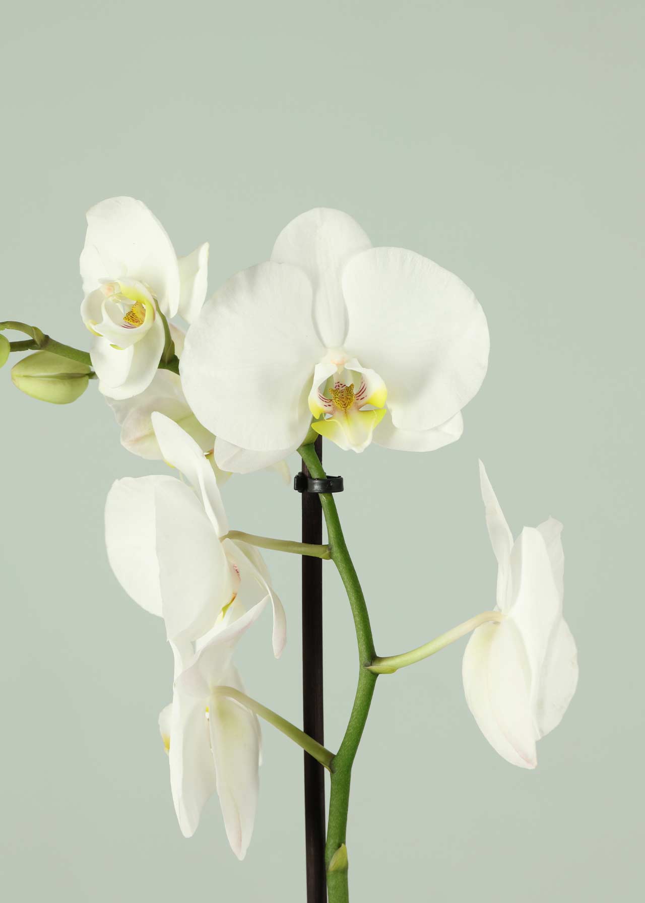 Phalaenopsis 2 Spike White 12cm
